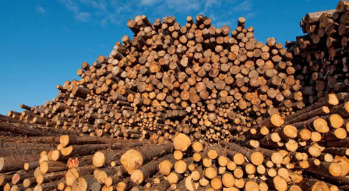 Hoa Kỳ, Trung Quốc bỏ trên 4 tỷ USD nhập khẩu gỗ của Việt Nam - 1