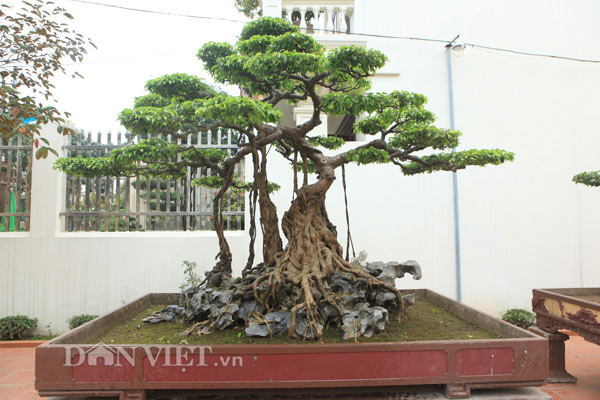 Sanh cổ &#34;nỏ thần&#34; vua Bảo Đại từng chơi giá hàng chục tỷ ở Phú Thọ - 1