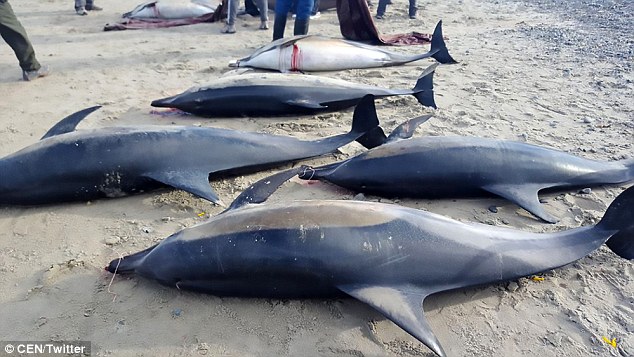 Bị cá voi sát thủ dồn vào bờ, gần 50 cá heo chết thảm - 1