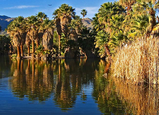 Ốc đảo Agua Caliente, Arizona: Công viên rộng 101 mẫu này có mùa xuân ấm áp kéo dài. Đây là điều kiện lý tưởng&nbsp; để môi trường thiên nhiên nơi đây phát triển một cách phong phú và đa dạng.