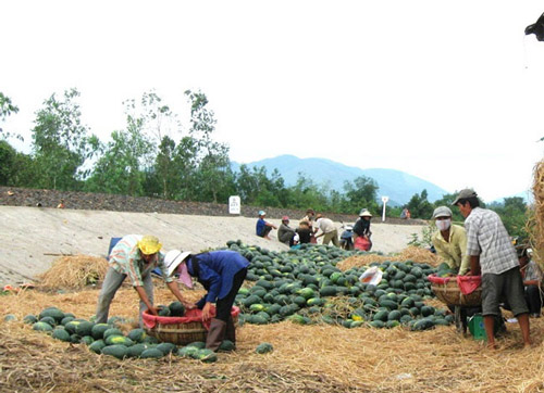 Thương lái Trung Quốc “ăn hàng”, giá dưa hấu tăng vọt lên 8.000đ/kg - 2