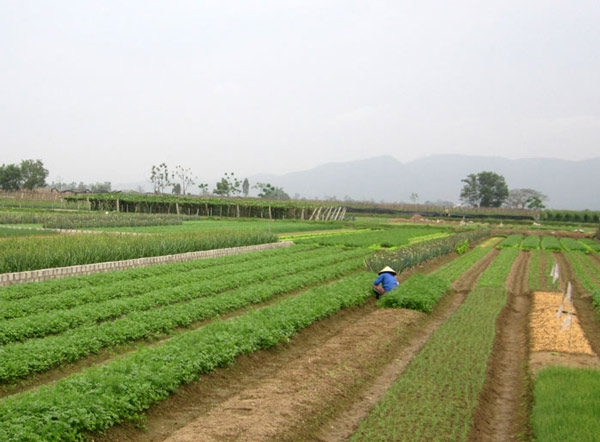 Bị siêu thị bỏ rơi, hàng trăm hộ dân trồng rau VietGAP phải bỏ nghề - 1