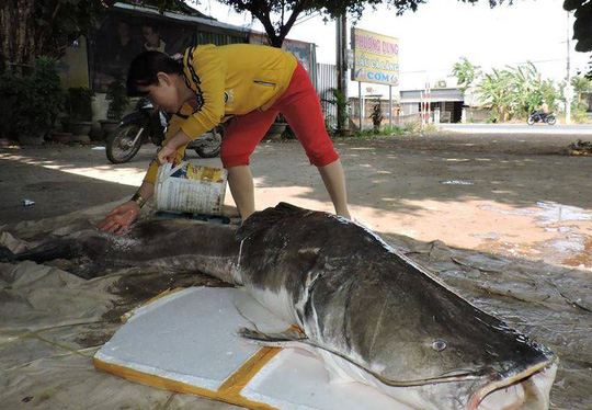 Mua được cá lăng khủng to gần gấp đôi người - 2