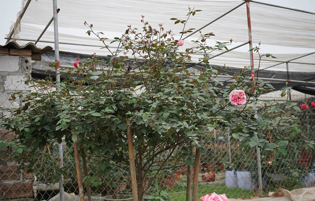 Một gốc hồng phấn Nữ hoàng được trồng trước sân nhà một người dân ở Sapa.