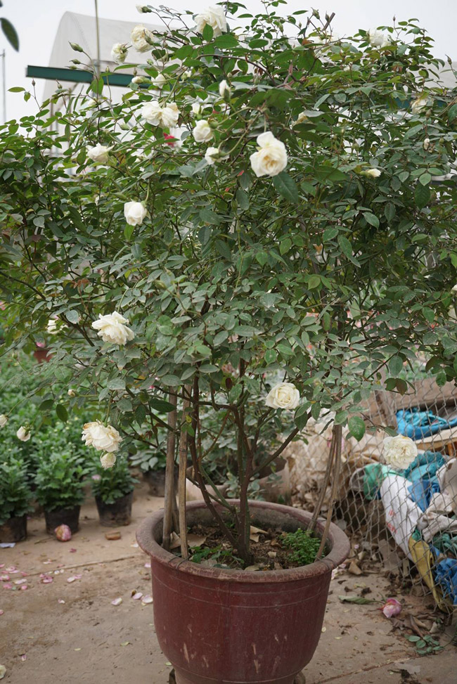 Hiện nay, tại một số nhà vườn ở Sapa, hoa hồng trở thành mặt hàng được nhiều người quan tâm và săn lùng mỗi khi có dịp đặt chân tới.