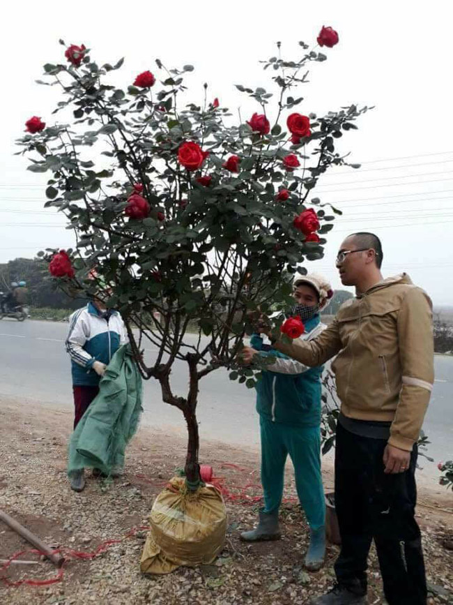 Chị Vừ Thị Dính, chủ nhân gốc hồng nhung này cho biết: “Khách quen nên lấy giá hữu nghị gốc hồng này là 13 triệu đồng, chứ người khác phải 15 triệu tôi mới bán”.