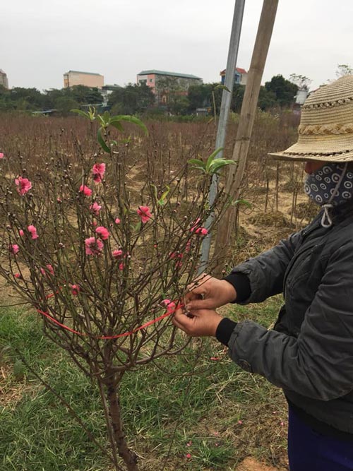 Chưa Tết hoa đào đã cháy hàng vì khách muốn chơi sớm - 3