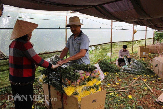 Người Đà Lạt xót xa nhổ hoa cúc vứt đi vì giá rẻ bất thường - 2