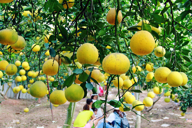 Bưởi Diễn Minh Khai là một trong những nông sản có thương hiệu khá nổi tiếng, giá trị kinh tế cao. Vì vậy, giống bưởi này được nhân rộng ra các tỉnh Hưng Yên, Phú Thọ.