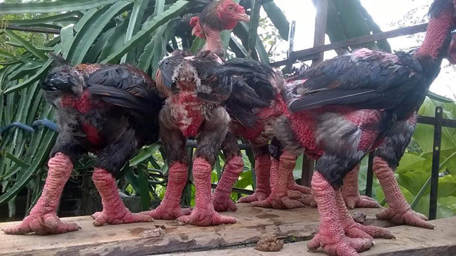 “Gà đẻ, ấp trứng rồi nở chẳng khác gì những loài gà khác. Nhưng chăm sóc chúng khá khó, bởi dễ bị chết bởi dịch bệnh. Đàn gà này nở được 20 con, nhưng nuôi đến nay đã hơn 7 tháng chỉ còn lại 6 con” - chị Loan cho biết.