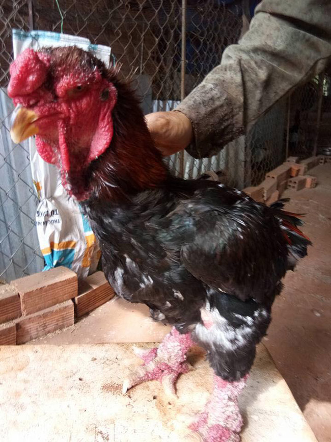 Con gà Đông Tảo này được chị Bùi Thị Hương, Hà Nội đặt từ 2 tháng trước để làm quà biếu cho dịp Tết Dương.