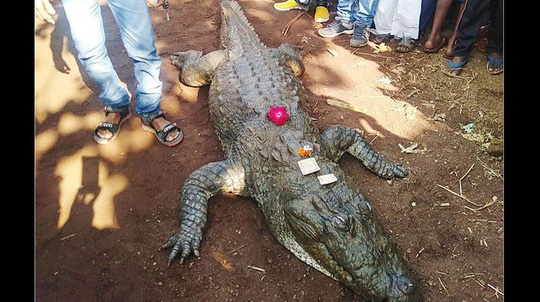 Cá sấu 130 tuổi chết, cả làng bỏ ăn, khóc ròng - 1