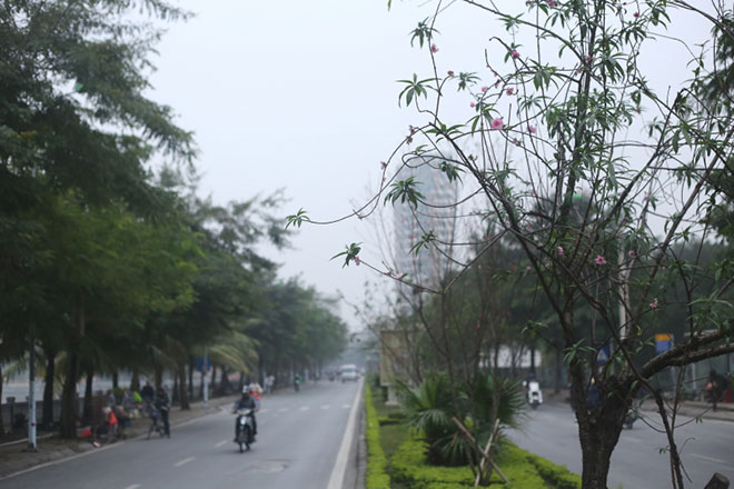 Hoa đào bung nở, khoe sắc trên phố Hà Nội - 8