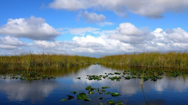 Vườn quốc gia Everglades, Mỹ: Everglades có nhiều loài động và thực vật quý hiếm. Nhưng tình trạng phá  rừng lấy đất làm nông nghiệp và ô nhiễm môi trường khiến hệ sinh thái này thay đổi tiêu cực.