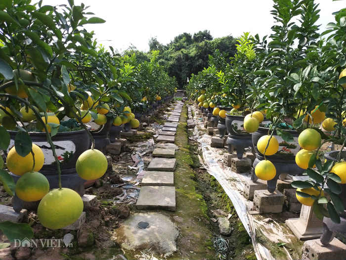 Làm cây Tết 2019 trong vườn &#34;cổ mộ&#34;, lão nông bất ngờ kiếm tiền tỷ - 1