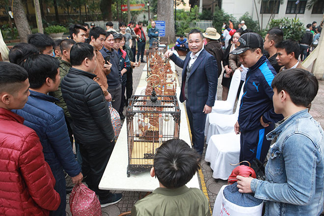 Chim “quý tộc” xuất hiện giữa Hà Nội, dân chơi sửng sốt - 1