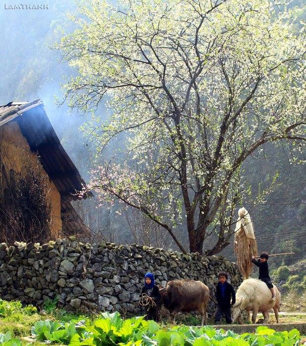 Đến Hà Giang mùa xuân, ngẩn ngơ nhìn đá nở hoa - 2