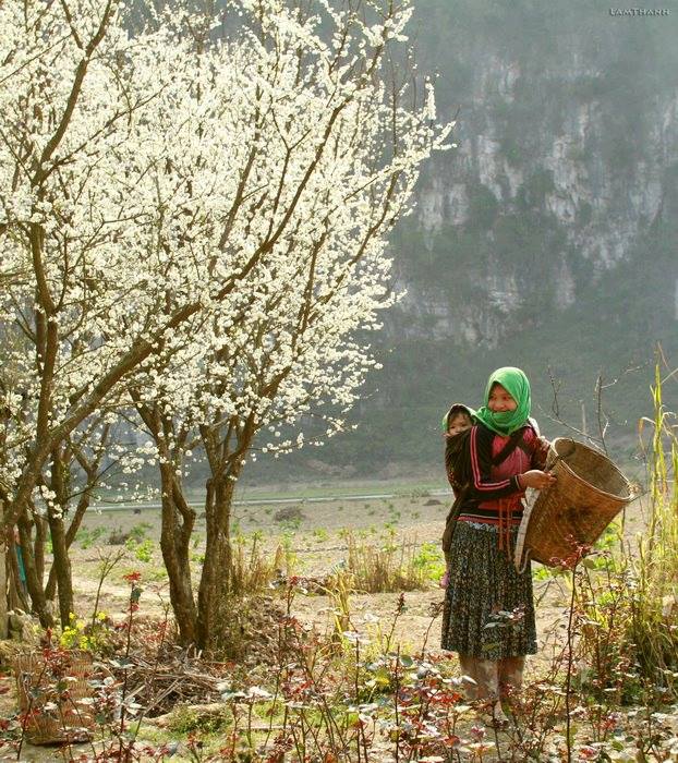 Đến Hà Giang mùa xuân, ngẩn ngơ nhìn đá nở hoa - 3