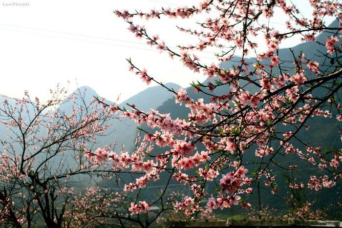 Đến Hà Giang mùa xuân, ngẩn ngơ nhìn đá nở hoa - 7