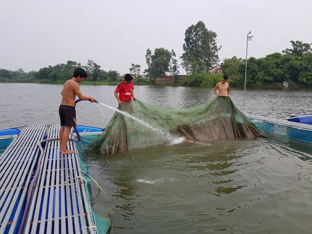 Làm ăn lạ: Nuôi cá chuối hoa trong lồng, bán giá cao, thu lãi khủng - 2