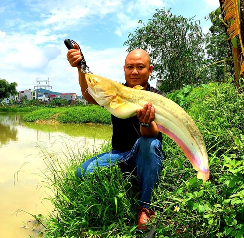 Làm ăn lạ: Nuôi cá chuối hoa trong lồng, bán giá cao, thu lãi khủng - 4