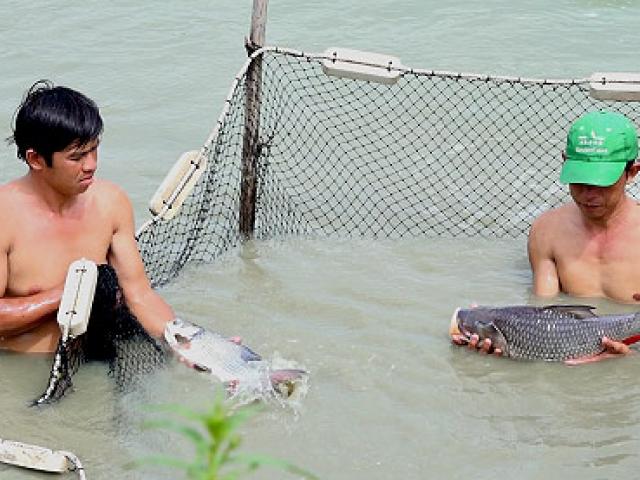 An Giang: Nuôi đàn ”thủy quái” chẳng phải cho ăn, bán 1 con lời 1 triệu đồng