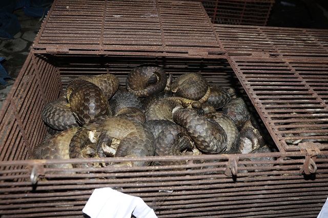 Bộ công an triệt phá đường dây buôn bán động vật quý hiếm cực lớn ở Hà Tĩnh - 1