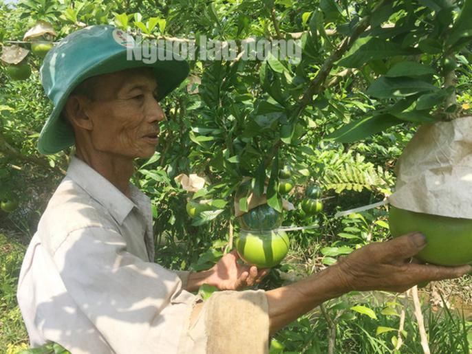 73 tuổi, cụ ông vẫn quán xuyến vườn đào tiên &#34;khủng&#34; tạo hình hồ lô - 5