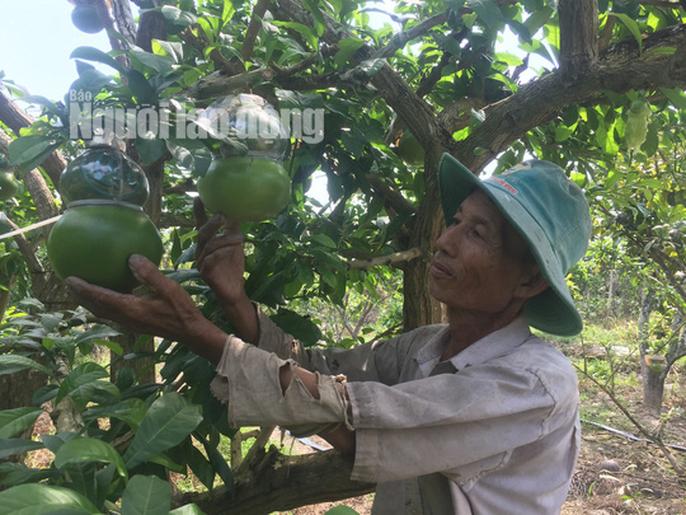 73 tuổi, cụ ông vẫn quán xuyến vườn đào tiên &#34;khủng&#34; tạo hình hồ lô - 8