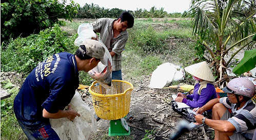 An Giang: Nuôi đàn &#34;thủy quái&#34; chẳng phải cho ăn, bán 1 con lời 1 triệu đồng - 1