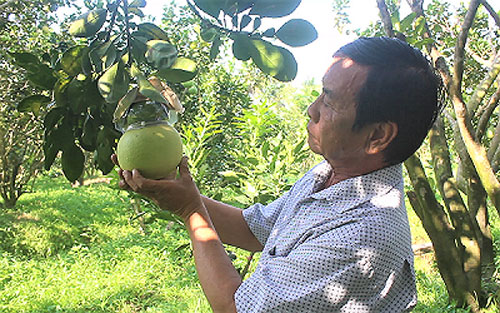 Dưa hấu thỏi vàng giá 600 ngàn đồng/trái vẫn hút người mua - 4