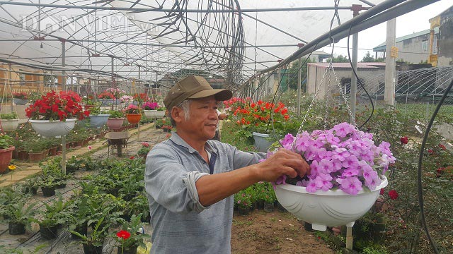 Ninh Bình: Trồng hoa đẹp bán Tết, lão nông kiếm hàng trăm triệu - 1