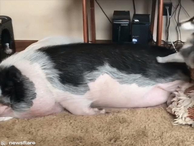 Hài hước nỗ lực của chó Husky đánh thức chú lợn đang ngủ say