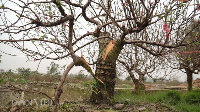 Nóng 24h qua: Hàng trăm gốc đào lâu năm, dáng đẹp bị phá tan hoang - 1