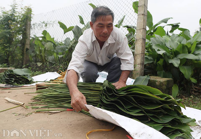 Theo người dân ở đây, lá sau khi cắt để được 20 ngày, mỗi ngày tưới một ít nước,
