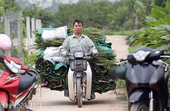 &#34;Hàng năm đều có người vào tận vườn của gia đình đặt lá mang đi Đức, Mỹ để phục vụ kiều bào ở Việt Nam gói bánh chưng đón tết&#34;, một người dân thôn Tràng Cát nói.
