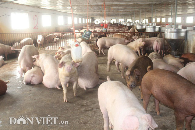 Giá heo hơi hôm nay 21/1: Thị trường lợn hơi nhộn nhịp, miền Nam lên 51.000 đồng/kg - 1