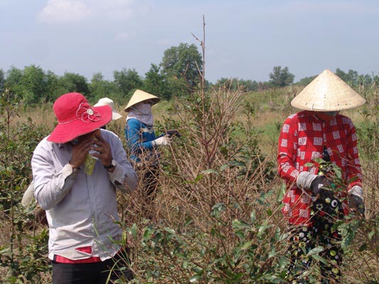 Giáp Tết, về Bình Lợi lặt lá, bứng mai kiếm tiền triệu mỗi ngày - 2