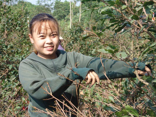 Giáp Tết, về Bình Lợi lặt lá, bứng mai kiếm tiền triệu mỗi ngày - 3