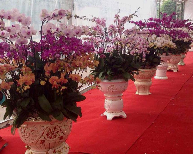 Ngoài các chợ hoa như Quảng Bá, Hà Đông, những ngày giáp tết, các vườn hoa lớn xuất hiện khắp nơi ven đường của Thủ đô Hà Nội.