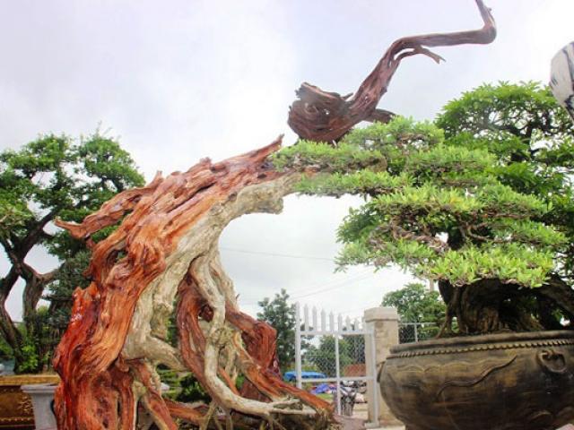 Bonsai cổ thụ dáng cực lạ giá cả trăm triệu ngóng ”đại gia” dịp Tết