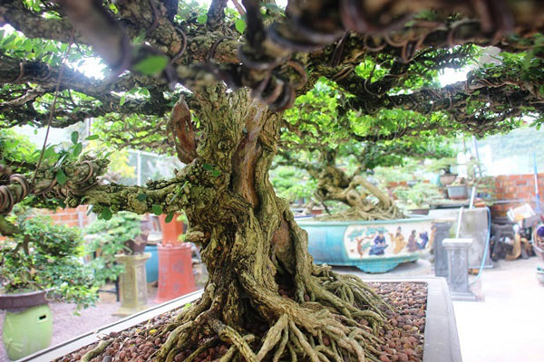 Bonsai cổ thụ dáng cực lạ giá cả trăm triệu ngóng &#34;đại gia&#34; dịp Tết - 10