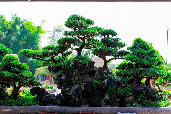 Bonsai cổ thụ dáng cực lạ giá cả trăm triệu ngóng &#34;đại gia&#34; dịp Tết - 5