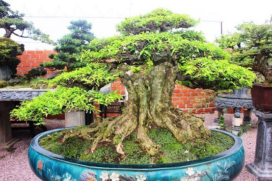 Bonsai cổ thụ dáng cực lạ giá cả trăm triệu ngóng &#34;đại gia&#34; dịp Tết - 8