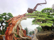 Thị trường - Tiêu dùng - Bonsai cổ thụ dáng cực lạ giá cả trăm triệu ngóng &quot;đại gia&quot; dịp Tết