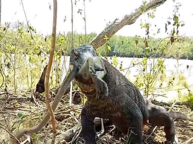 Chú khỉ chết thảm bởi nhát cắn chí mạng của rồng komodo