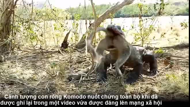 Chú khỉ chết thảm bởi nhát cắn chí mạng của rồng komodo