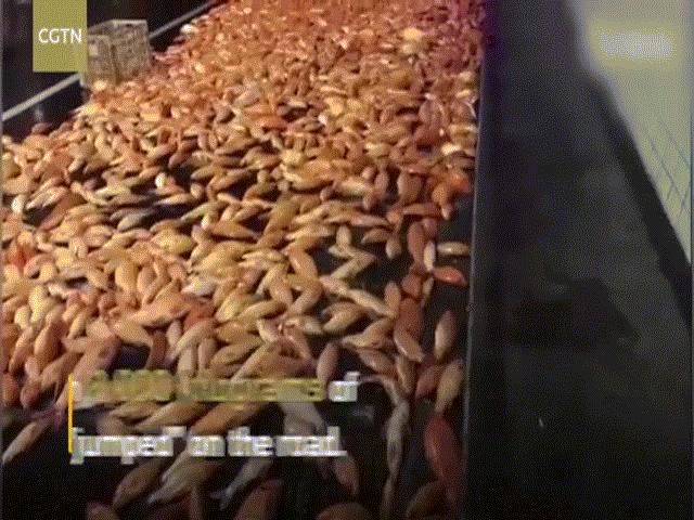 Hàng nghìn cá chép Koi giãy giụa trên… đường cao tốc