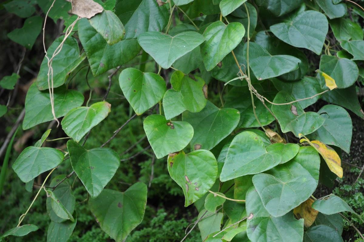 3 loại thảo dược mạnh gân cốt, giảm đau nhức xương khớp không thể bỏ qua - 2