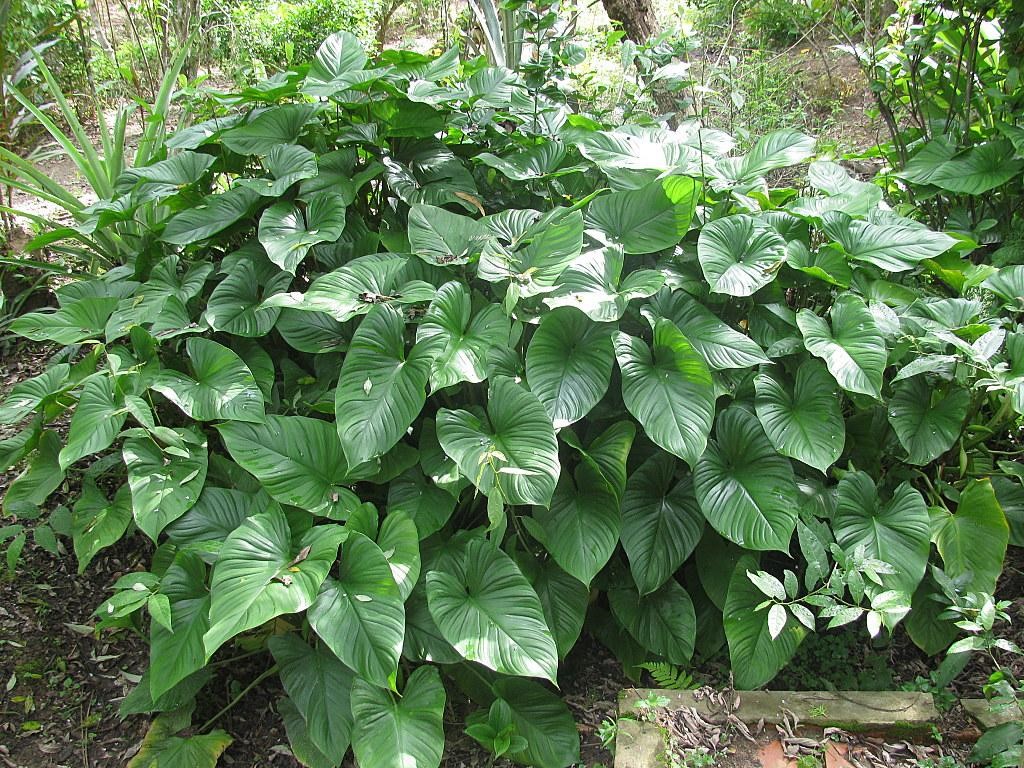 3 loại thảo dược mạnh gân cốt, giảm đau nhức xương khớp không thể bỏ qua - 3